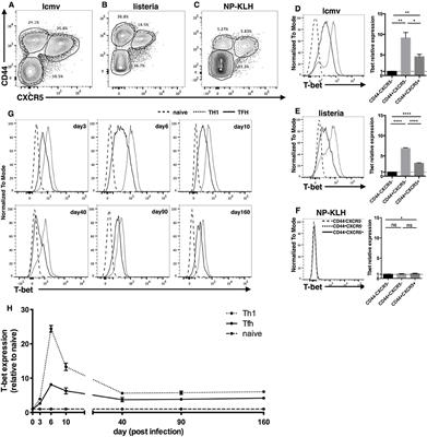 The Transcription Factor T-Bet Is Required for Optimal Type I Follicular Helper T Cell Maintenance During Acute Viral Infection